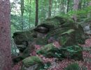 31 foret maudite loup