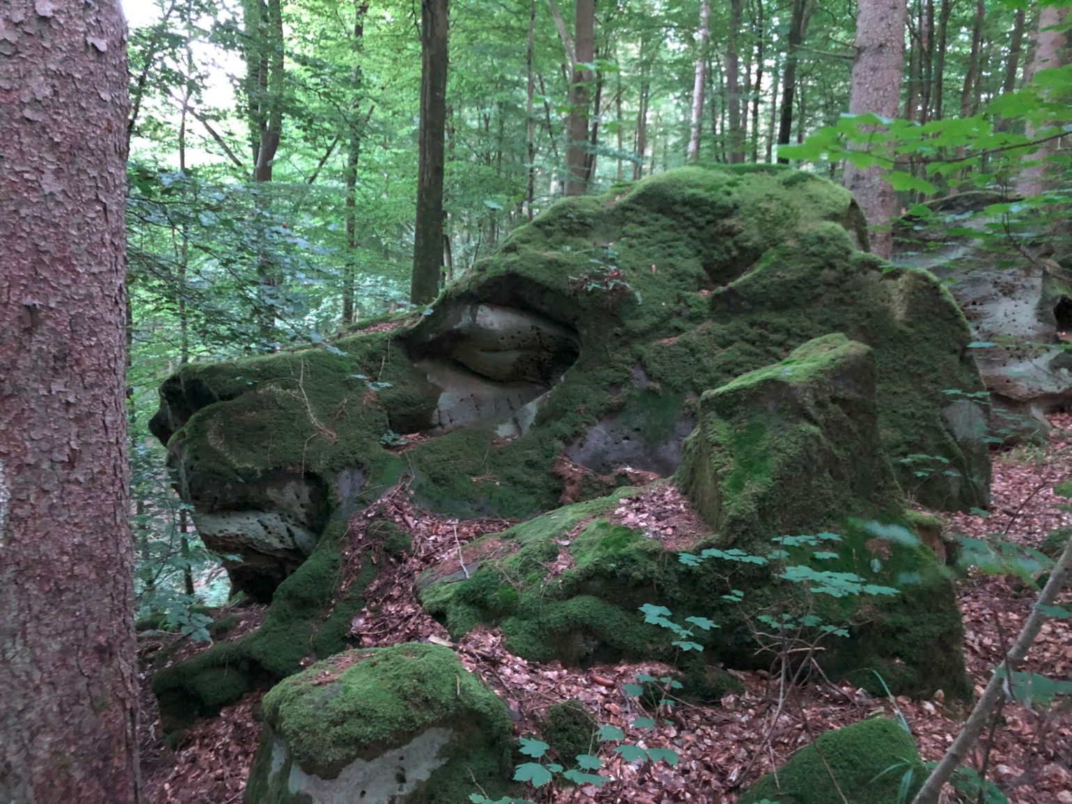31 foret maudite loup